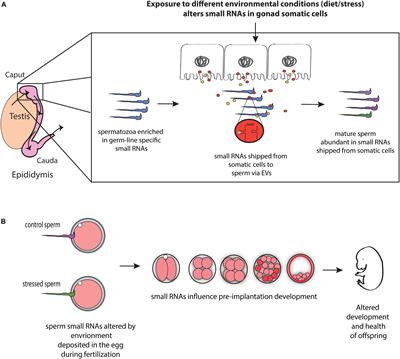 Frontiers | Paternal Contributions To Offspring Health: Role Of Sperm ...